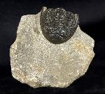Hollardops mesocristatus (LE MAITRE 1952) - Bild &copy; FossNet FossilienStore